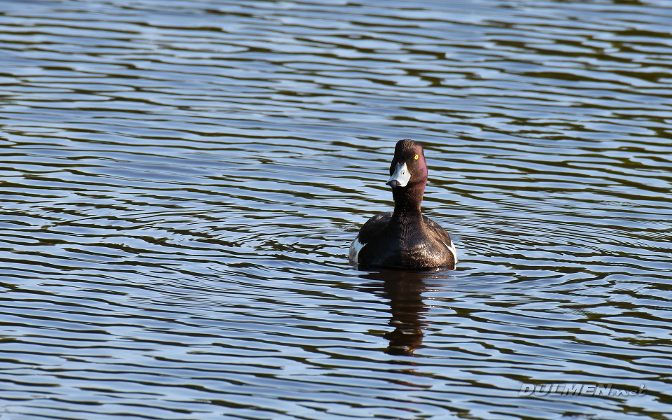 Tufted Duck (Aythya fuligula)